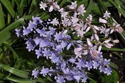 Spanisches Hasenglöckchen Sorte, Hyacinthoides hispanica, Hyacinthoides hispanica, Spanisches Hasenglöckchen, Liliaceae, Blühend Kauf von 04930_hyacinthoides_hispanica_dsc_0313.jpg