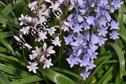 Spanisches Hasenglöckchen Sorte, Hyacinthoides hispanica, Hyacinthoides hispanica, Spanisches Hasenglöckchen, Liliaceae, Blühend Kauf von 04930_hyacinthoides_hispanica_dsc_0314.jpg