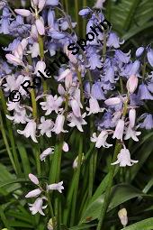 Spanisches Hasenglöckchen Sorte, Hyacinthoides hispanica, Hyacinthoides hispanica, Spanisches Hasenglöckchen, Liliaceae, Blühend Kauf von 04930_hyacinthoides_hispanica_dsc_0315.jpg