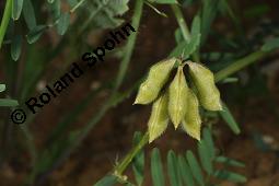 Rauhaarige Wicke, Vicia hirsuta, Vicia hirsuta, Rauhaarige Wicke, Fabaceae, fruchtend Kauf von 04934_vicia_hirsuta_dsc_2057.jpg