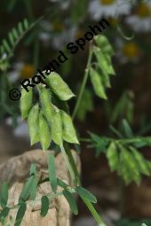 Rauhaarige Wicke, Vicia hirsuta, Vicia hirsuta, Rauhaarige Wicke, Fabaceae, fruchtend Kauf von 04934_vicia_hirsuta_dsc_2060.jpg