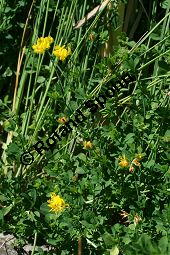 Sumpf-Hornklee, Lotus uliginosus, Lotus pedunculatus Kauf von 05006lotus_uliginosusimg_8599.jpg