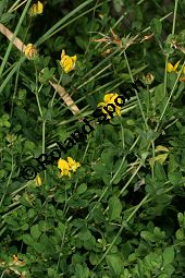 Sumpf-Hornklee, Lotus uliginosus, Lotus pedunculatus Kauf von 05006lotus_uliginosusimg_8601.jpg