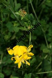 Sumpf-Hornklee, Lotus uliginosus, Lotus pedunculatus Kauf von 05006lotus_uliginosusimg_8602.jpg
