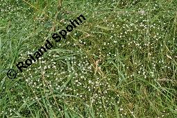 Gras-Sternmiere, Stellaria graminea, Blatt kreuzgegenständig, Blattstellung kreuzgegenständig Kauf von 05007_stellaria_graminea_dsc_6217.jpg