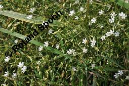 Gras-Sternmiere, Stellaria graminea, Blatt kreuzgegenstndig, Blattstellung kreuzgegenstndig Kauf von 05007_stellaria_graminea_dsc_6218.jpg