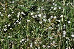 Gras-Sternmiere, Stellaria graminea, Blatt kreuzgegenständig, Blattstellung kreuzgegenständig Kauf von 05007_stellaria_graminea_dsc_6219.jpg