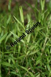 Gras-Sternmiere, Stellaria graminea, Blatt kreuzgegenstndig, Blattstellung kreuzgegenstndig Kauf von 05007_stellaria_graminea_img_4062.jpg