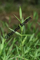 Gras-Sternmiere, Stellaria graminea, Blatt kreuzgegenständig, Blattstellung kreuzgegenständig Kauf von 05007_stellaria_graminea_img_4063.jpg