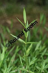 Gras-Sternmiere, Stellaria graminea, Blatt kreuzgegenstndig, Blattstellung kreuzgegenstndig Kauf von 05007_stellaria_graminea_img_4063.jpg