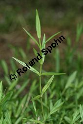 Gras-Sternmiere, Stellaria graminea, Blatt kreuzgegenstndig, Blattstellung kreuzgegenstndig Kauf von 05007_stellaria_graminea_img_4064.jpg