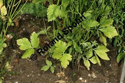 Japanische Petersilie, Mitsuba, Cryptotaenia japonica, Petroselinum japonicum Kauf von 05028_cryptotaenia_japonica_img_0180.jpg