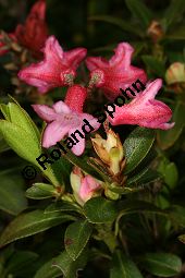 Bewimperte Alpenrose, Bewimperte Alpenrose, Rhododendron hirsutum Kauf von 05081_rhododendron_hirsutum_img_8456.jpg