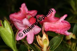 Bewimperte Alpenrose, Bewimperte Alpenrose, Rhododendron hirsutum Kauf von 05081_rhododendron_hirsutum_img_8461.jpg