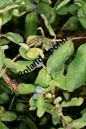 Blaue Heckenkirsche, Blaues Geißblatt, Lonicera caerulea Kauf von 05094lonicera_caeruleaimg_9710.jpg