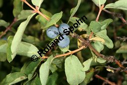 Blaue Heckenkirsche, Blaues Geißblatt, Lonicera caerulea Kauf von 05094lonicera_caeruleaimg_9711.jpg