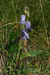 Bärtige Glockenblume, Campanula barbata, Campanulaceae, Campanula barbata, Bärtige Glockenblume, Habitat, mit Anthyllis vulneraria ssp. valesiaca (Walliser Wundklee) Kauf von 05101campanula_barbataimg_3219.jpg