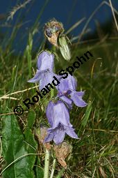 Brtige Glockenblume, Campanula barbata, Campanulaceae, Campanula barbata, Brtige Glockenblume, Habitat, mit Anthyllis vulneraria ssp. valesiaca (Walliser Wundklee) Kauf von 05101campanula_barbataimg_3220.jpg