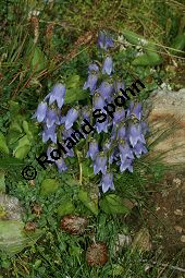 Brtige Glockenblume, Campanula barbata, Campanulaceae, Campanula barbata, Brtige Glockenblume, Habitat, mit Anthyllis vulneraria ssp. valesiaca (Walliser Wundklee) Kauf von 05101campanula_barbataimg_3261.jpg