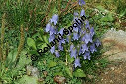 Bärtige Glockenblume, Campanula barbata, Campanulaceae, Campanula barbata, Bärtige Glockenblume, Habitat, mit Anthyllis vulneraria ssp. valesiaca (Walliser Wundklee) Kauf von 05101campanula_barbataimg_3262.jpg