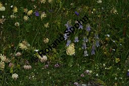 Bärtige Glockenblume, Campanula barbata, Campanulaceae, Campanula barbata, Bärtige Glockenblume, Habitat, mit Anthyllis vulneraria ssp. valesiaca (Walliser Wundklee) Kauf von 05101campanula_barbataimg_3336.jpg