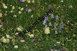 Bärtige Glockenblume, Campanula barbata, Campanulaceae, Campanula barbata, Bärtige Glockenblume, Habitat, mit Anthyllis vulneraria ssp. valesiaca (Walliser Wundklee) Kauf von 05101campanula_barbataimg_3337.jpg