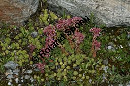 Berg-Hauswurz, Sempervivum montanum, Crassulaceae, Sempervivum montanum, Berg-Hauswurz, Rosette mit Ausläufern Kauf von 05107sempervivum_montanumimg_3301.jpg