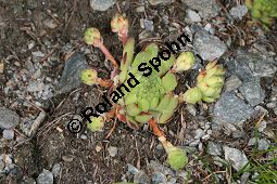 Berg-Hauswurz, Sempervivum montanum, Crassulaceae, Sempervivum montanum, Berg-Hauswurz, Rosette mit Auslufern Kauf von 05107sempervivum_montanumimg_3324.jpg