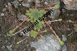 Berg-Hauswurz, Sempervivum montanum, Crassulaceae, Sempervivum montanum, Berg-Hauswurz, Rosette mit Ausläufern Kauf von 05107sempervivum_montanumimg_3325.jpg