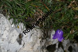 Scheuchzers Glockenblume, Campanula scheuchzeri Kauf von 05110_campanula_scheuchzeri_img_9360.jpg