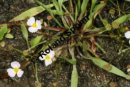 Gewhnlicher Igelschlauch, Baldellia ranunculoides, Alisma ranunculoides, Echinodorus ranunculoides Kauf von 05114baldellia_ranunculoidesimg_7972.jpg