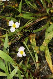 Gewöhnlicher Igelschlauch, Baldellia ranunculoides, Alisma ranunculoides, Echinodorus ranunculoides Kauf von 05114baldellia_ranunculoidesimg_7973.jpg