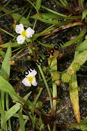 Gewöhnlicher Igelschlauch, Baldellia ranunculoides, Alisma ranunculoides, Echinodorus ranunculoides Kauf von 05114baldellia_ranunculoidesimg_7974.jpg