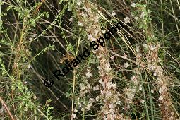 Thymian-Seide, Quendel-Seide, Cuscuta epithymum  auf Feld-Beifuß, Artemisia campestris Kauf von 05154_cuscuta_epithymum_img_9349.jpg