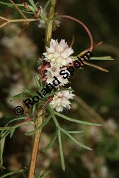 Thymian-Seide, Quendel-Seide, Cuscuta epithymum  auf Feld-Beifuß, Artemisia campestris Kauf von 05154_cuscuta_epithymum_img_9352.jpg