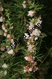 Thymian-Seide, Quendel-Seide, Cuscuta epithymum  auf Feld-Beifuß, Artemisia campestris Kauf von 05154_cuscuta_epithymum_img_9354.jpg