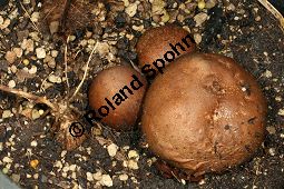 Kartoffel-Yam, Dioscorea bulbifera, Dioscorea sativa hort. Kauf von 05162_dioscorea_bulbifera_img_4999.jpg