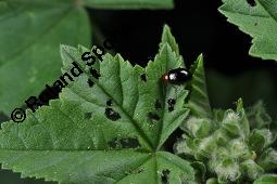 Wilde Malve, Käsepappel, Malva sylvestris Kauf von 05203_malva_sylvestris_dsc_6908.jpg