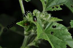 Wilde Malve, Ksepappel, Malva sylvestris Kauf von 05203_malva_sylvestris_dsc_6913.jpg