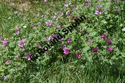 Wilde Malve, Ksepappel, Malva sylvestris Kauf von 05203_malva_sylvestris_img_3627.jpg