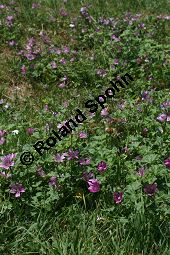 Wilde Malve, Ksepappel, Malva sylvestris Kauf von 05203_malva_sylvestris_img_3628.jpg