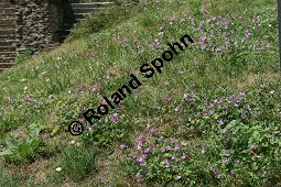 Wilde Malve, Ksepappel, Malva sylvestris Kauf von 05203_malva_sylvestris_img_3629.jpg