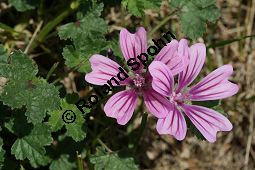 Wilde Malve, Ksepappel, Malva sylvestris Kauf von 05203_malva_sylvestris_img_3630.jpg