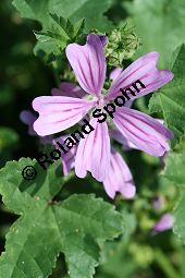 Wilde Malve, Käsepappel, Malva sylvestris Kauf von 05203malva_sylvestrisimg_3372.jpg