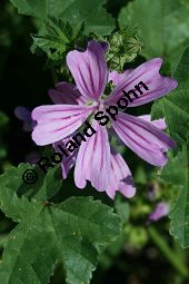 Wilde Malve, Ksepappel, Malva sylvestris Kauf von 05203malva_sylvestrisimg_3373.jpg