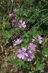 Wilde Malve, Ksepappel, Malva sylvestris Kauf von 05203malva_sylvestrisimg_8329.jpg