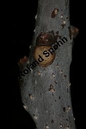 Prächtiger Trompetenbaum, Catalpa speciosa Kauf von 05211_catalpa_speciosa_img_5367.jpg