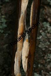 Prächtiger Trompetenbaum, Catalpa speciosa Kauf von 05211_catalpa_speciosa_img_5372.jpg