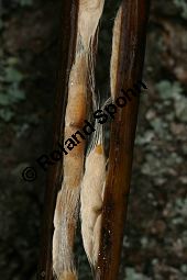 Prächtiger Trompetenbaum, Catalpa speciosa Kauf von 05211_catalpa_speciosa_img_5372.jpg