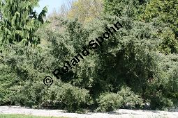 Virginischer Wacholder 'Glauca', Juniperus virginiana 'Glauca', Kauf von 05212_juniperus_virginiana_glauca_img_7441.jpg